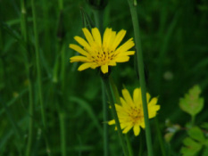 Tragopogon pratensis Gele morgenster bestellen